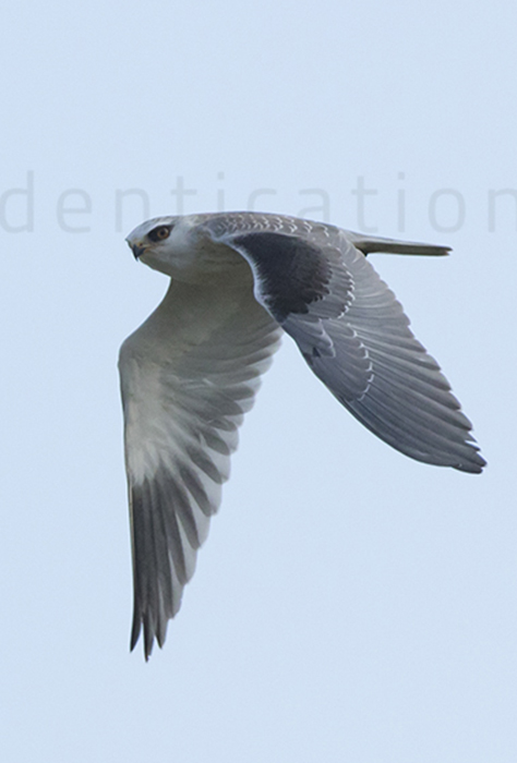 Black-shouldered-kite-juvenile-plumage-identification-elanus-caeruleus