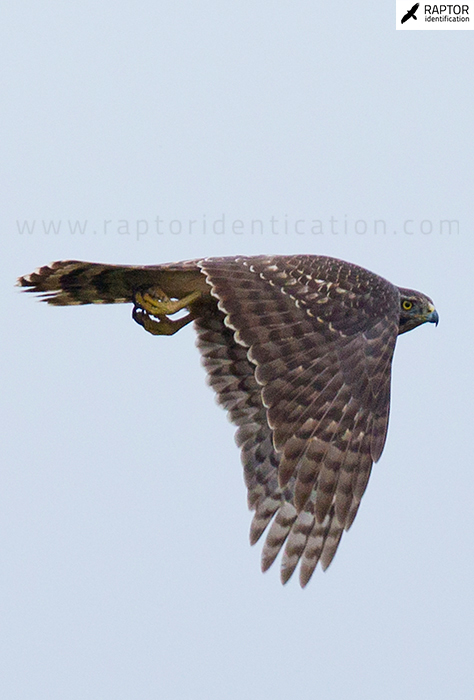 Northern-goshawk