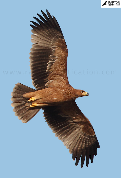 Spanish-imperial-eagle-juvenile-plumage