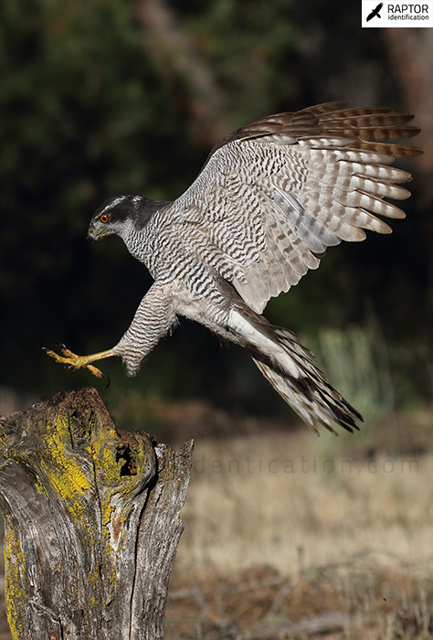 Northern-goshawk