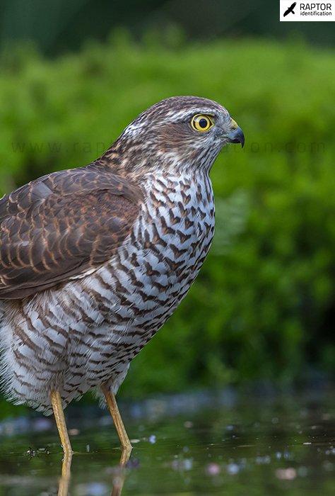 Eurasian-sparrowhawk