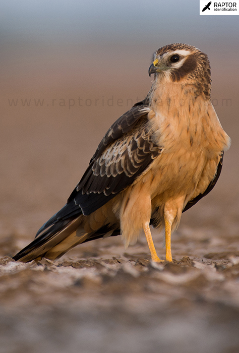 Montagus-harrier