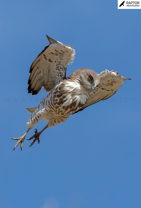 Short-toed-snake-eagle