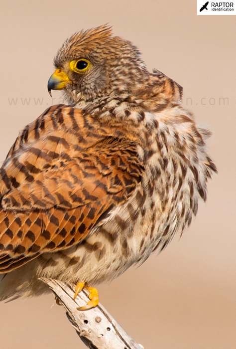 Lesser-kestrel