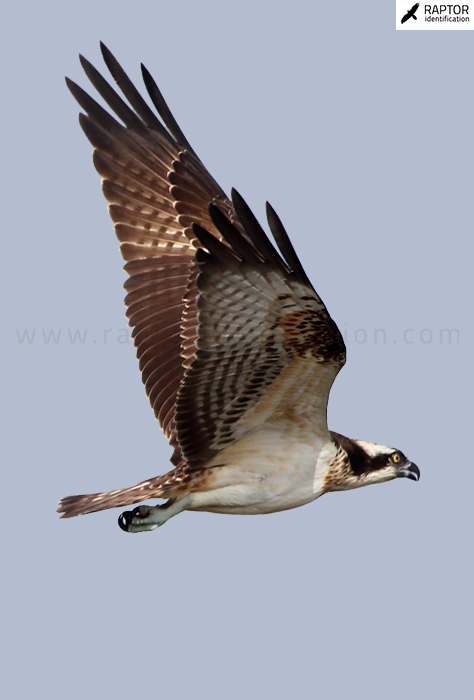 Western-osprey