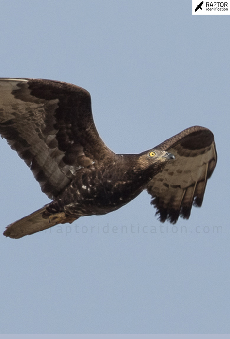 European-honey-buzzard