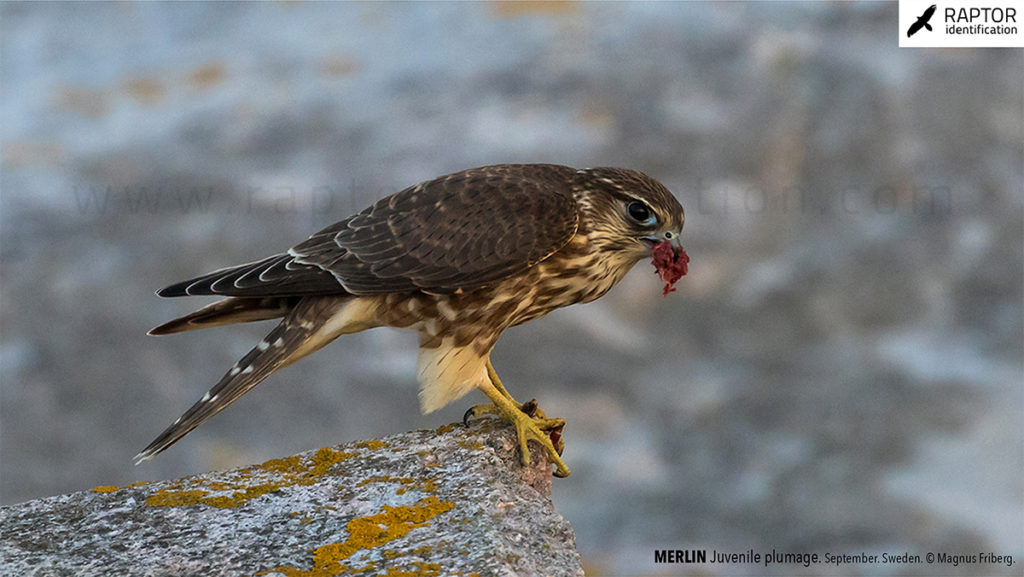 merlin-juvenile-identification-falco-columbarius