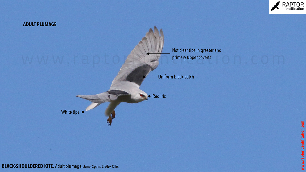 Black-shouldered-kite-adult-plumage