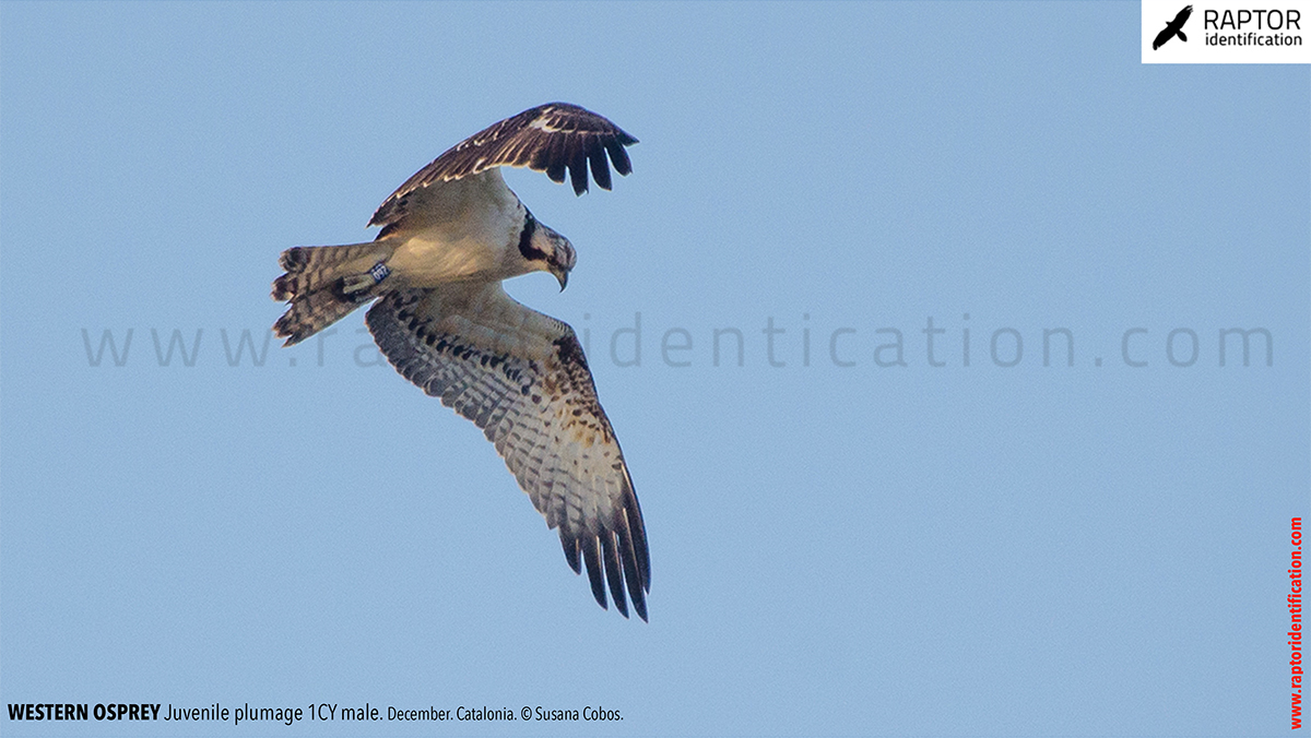 western-osprey-juvenile-plumage-identification