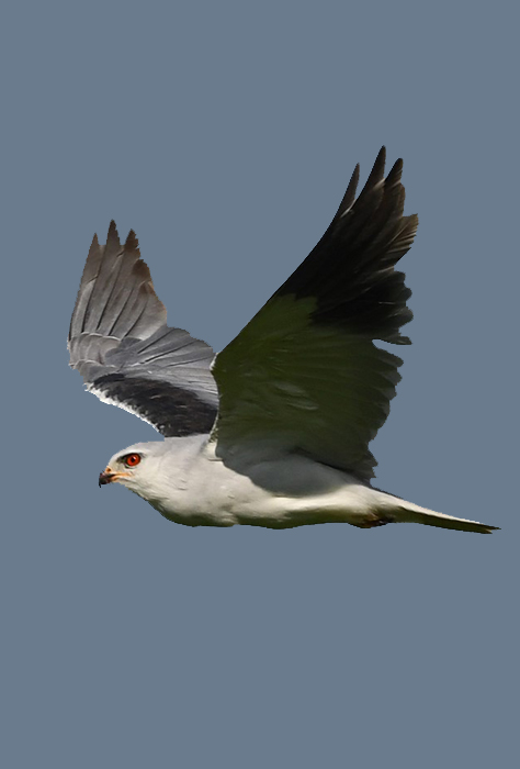 Black-shouldered-kite-transitional-plumage