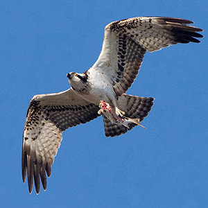 western osprey juvenile plumage