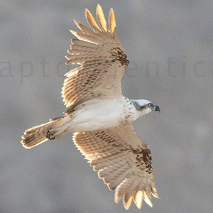 western osprey transitional plumage