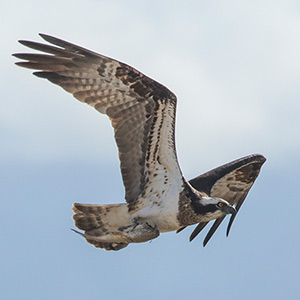 western osprey adult female