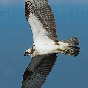 western osprey adult male plumage