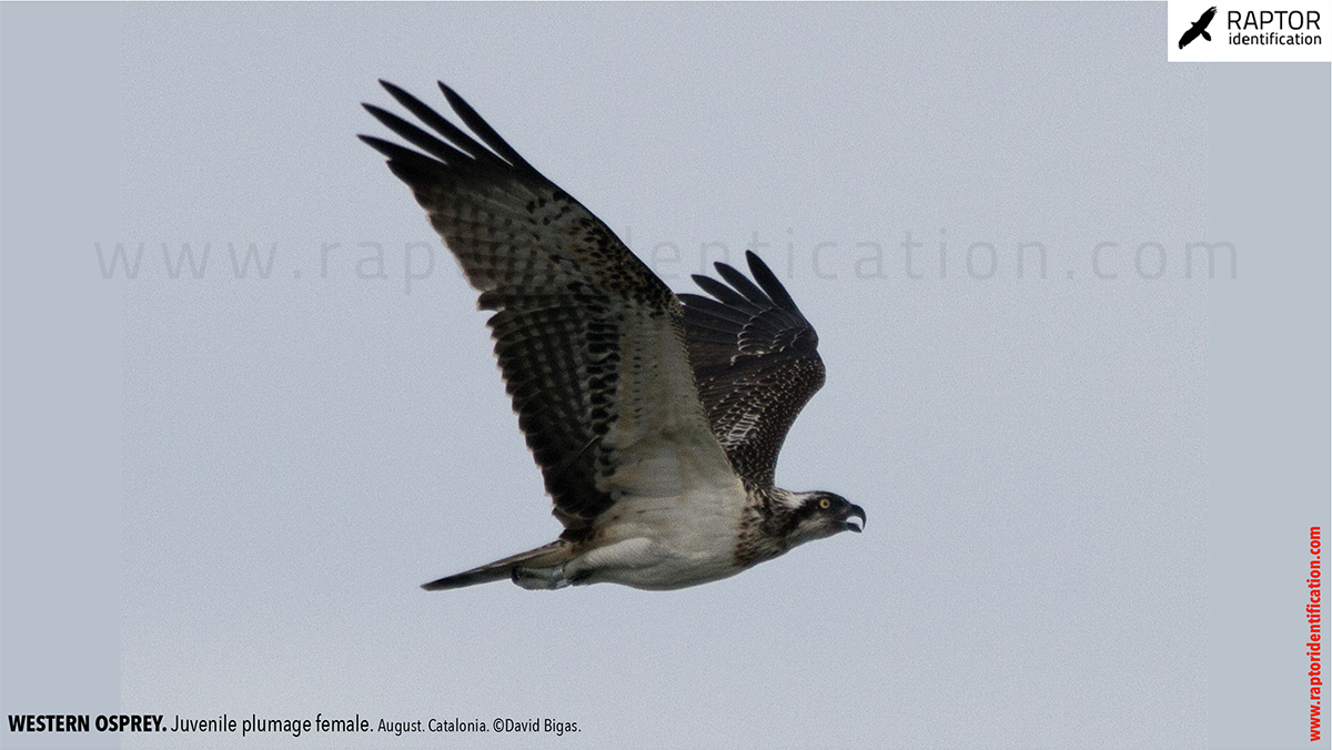 Western-osprey-juvenile-plumage