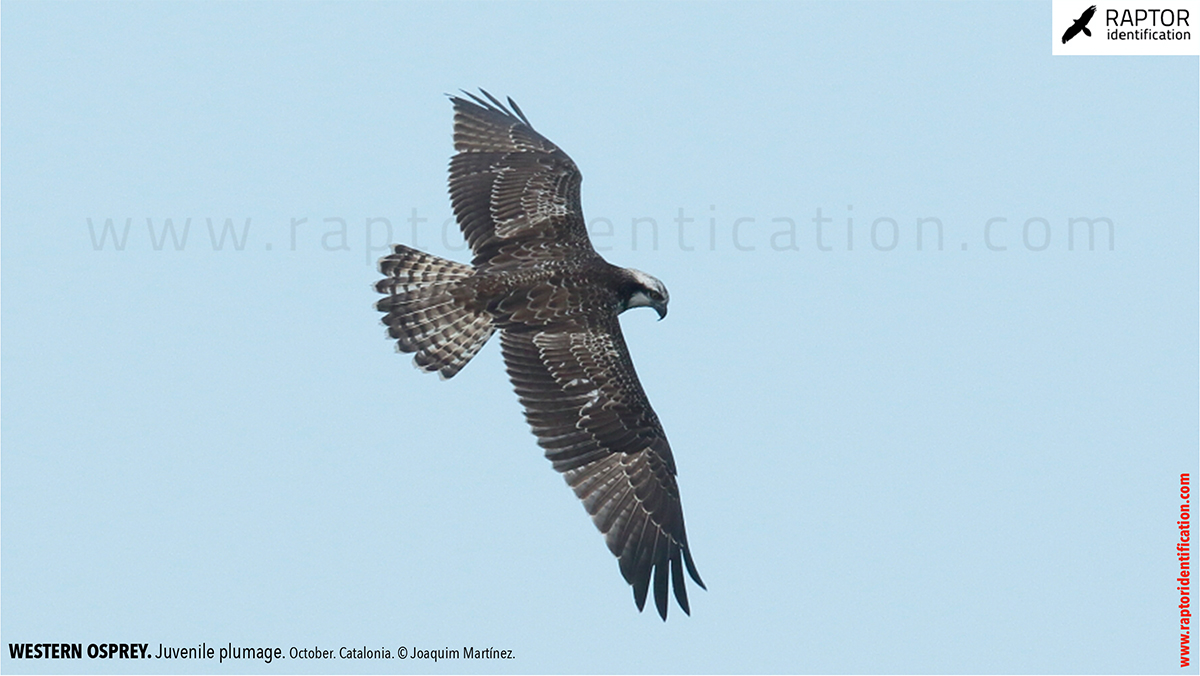 Western-osprey-juvenile-plumage