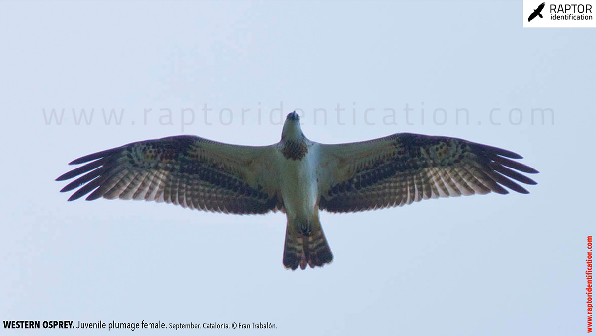 Western-osprey-juvenile-plumage