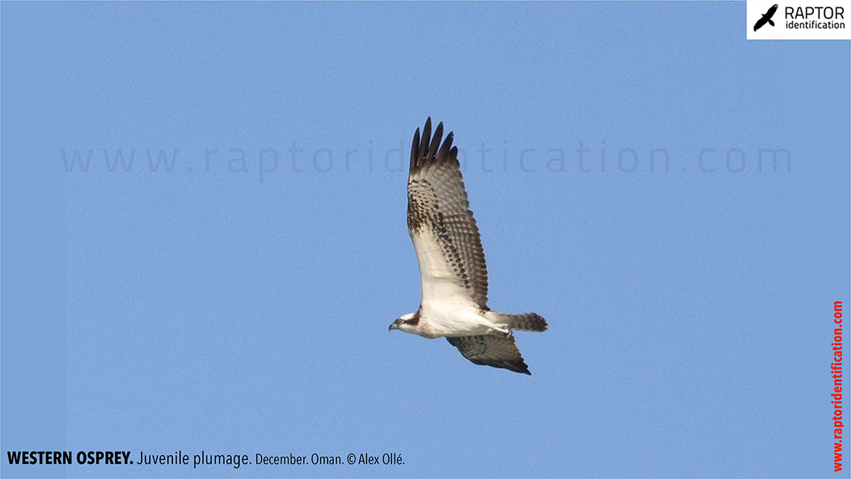 Western-osprey-juvenile-plumage