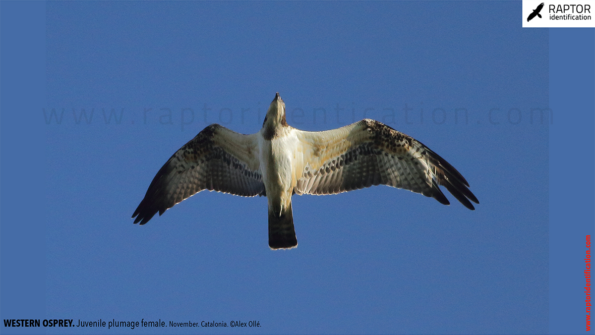 Western-osprey-juvenile-plumage