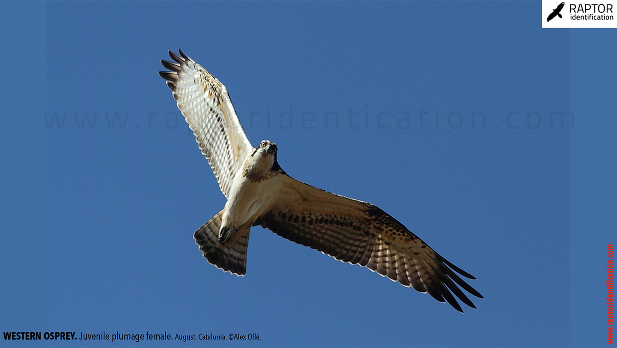 Western-osprey-juvenile-plumage