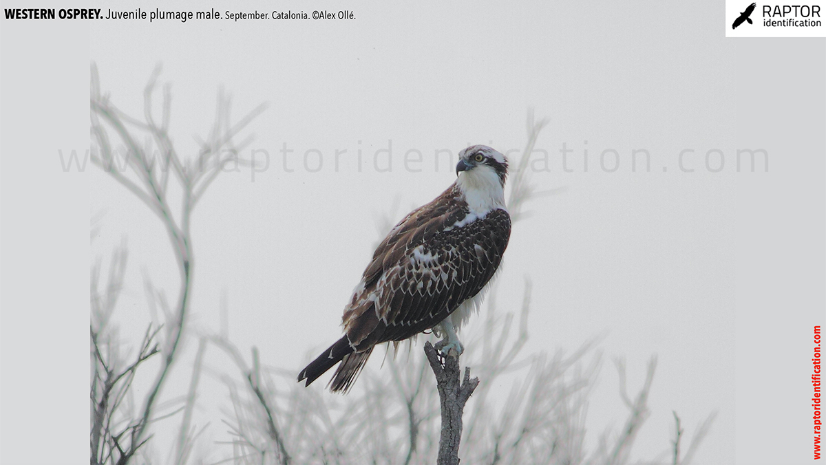 Western-osprey-juvenile-plumage