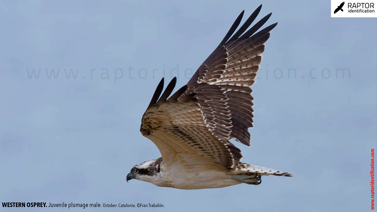 Western-osprey-juvenile-plumage