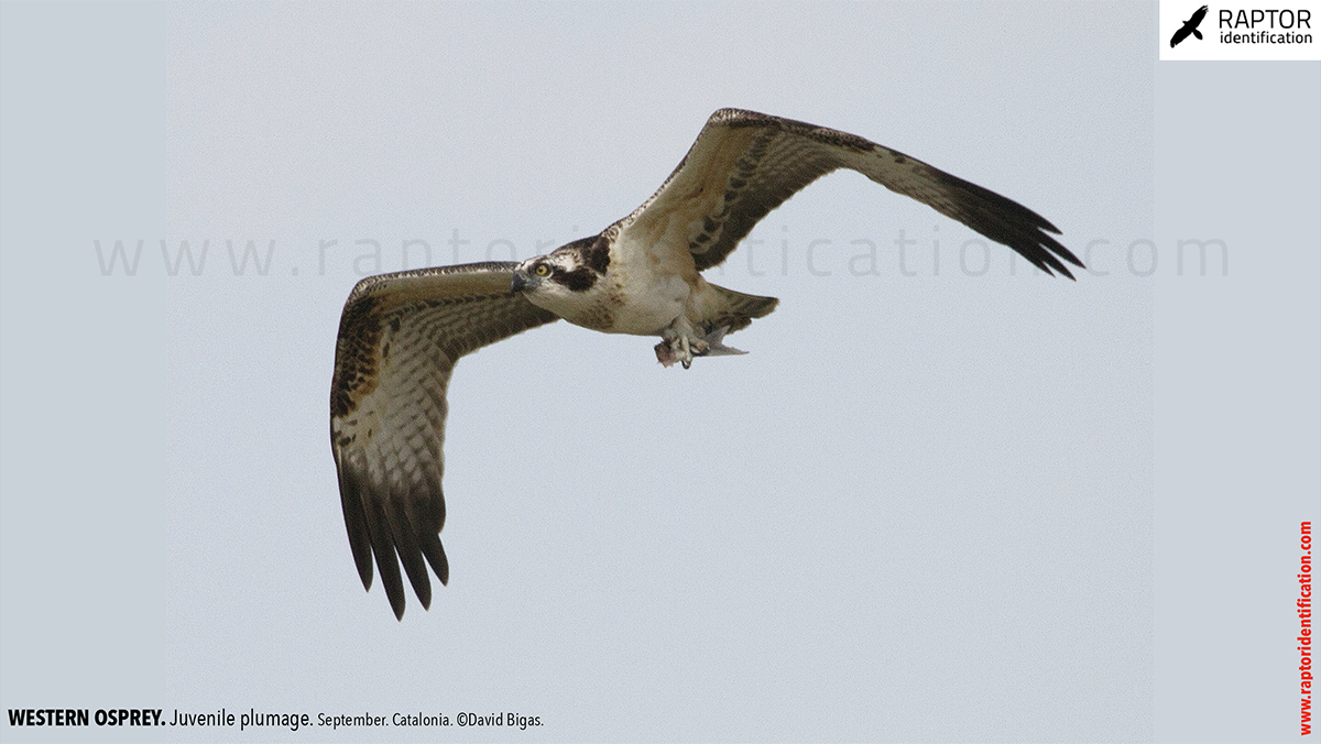 Western-osprey-juvenile-plumage