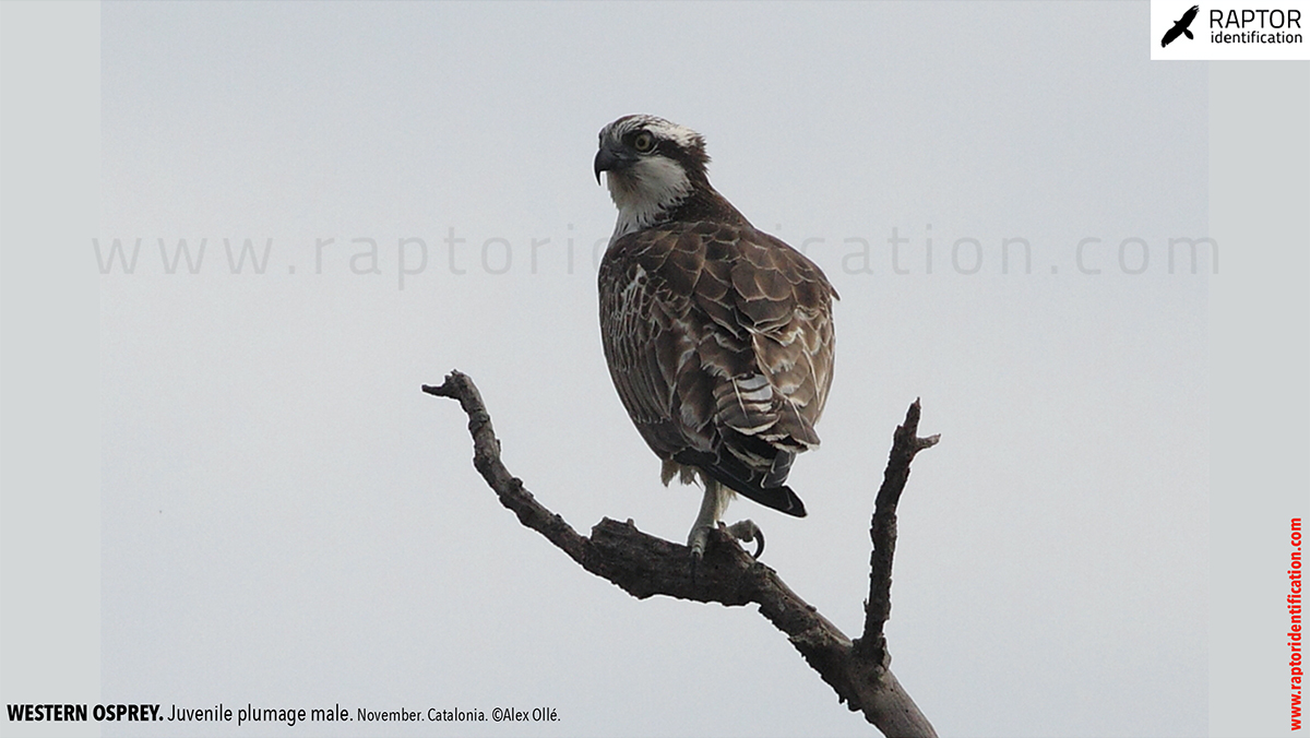 Western-osprey-juvenile-plumage