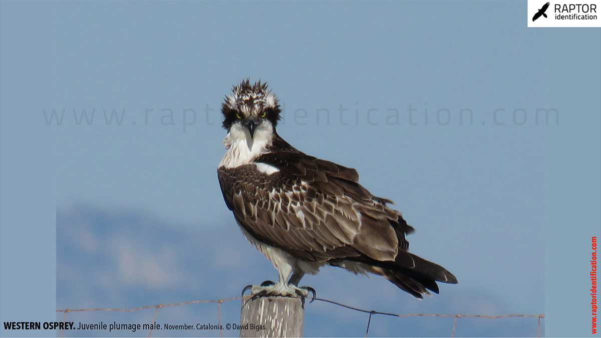 Western-osprey-juvenile-plumage