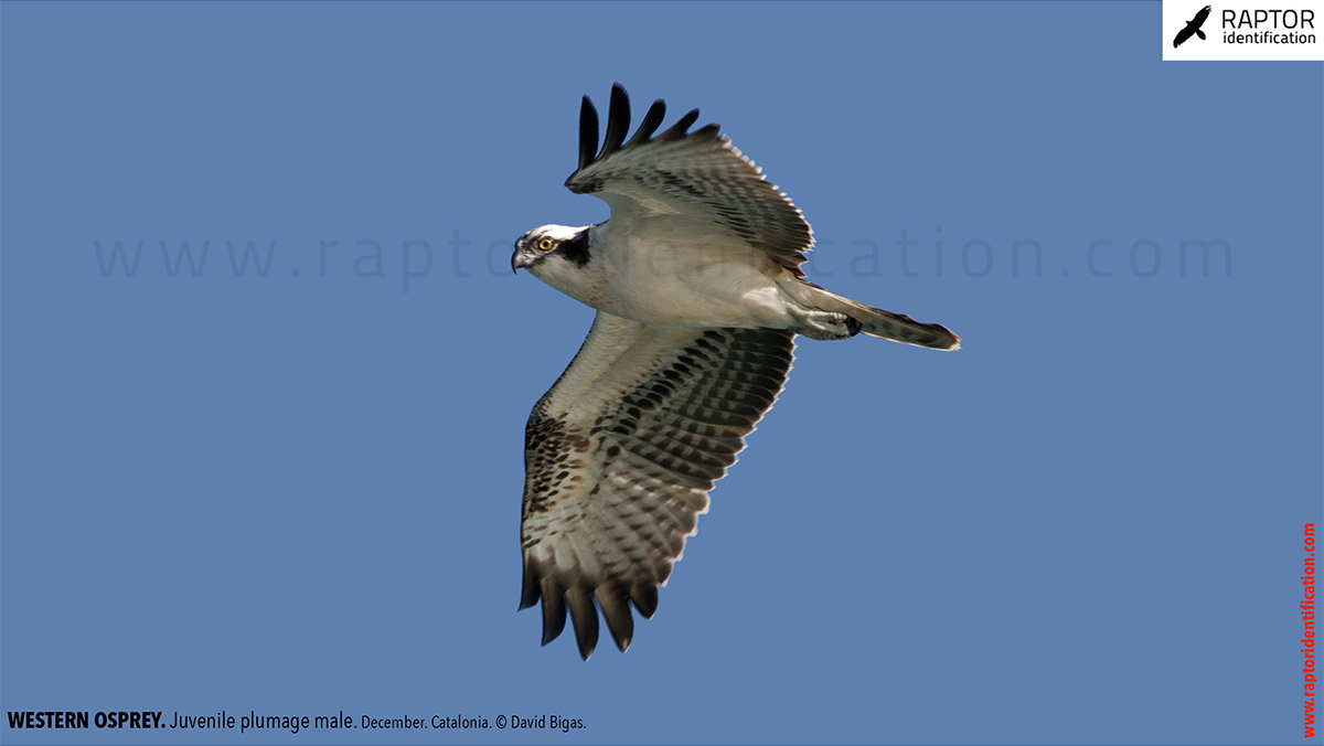 Western-osprey-juvenile-plumage