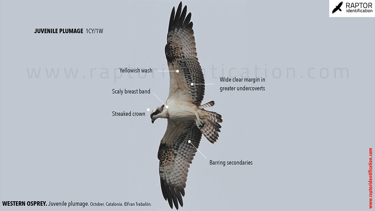 Western-osprey-juvenile-plumage