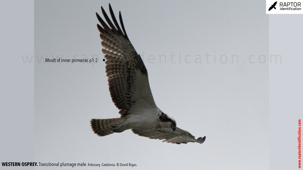 Western-osprey-transitional-plumage