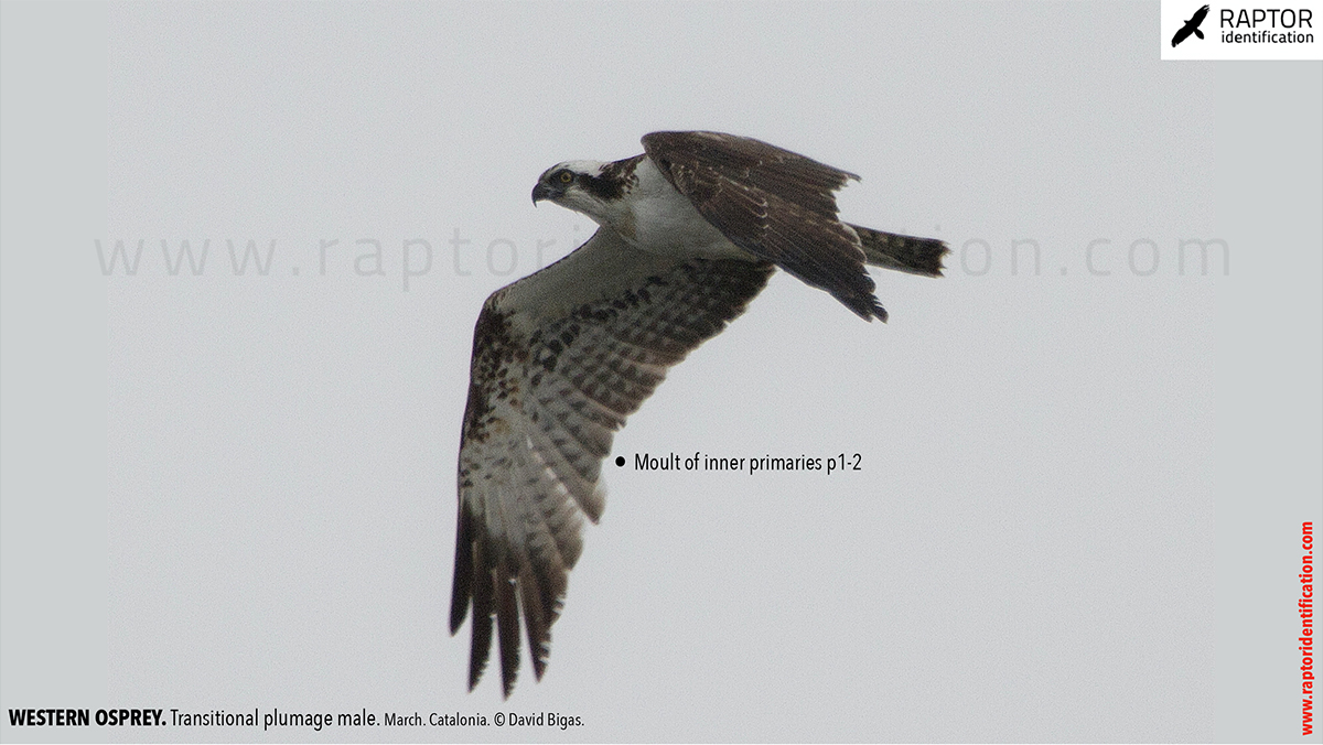 Western-osprey-transitional-plumage