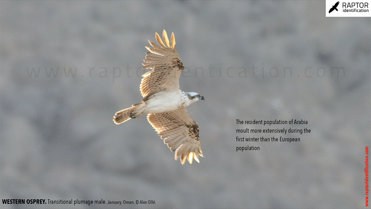 Western-osprey-transitional-plumage