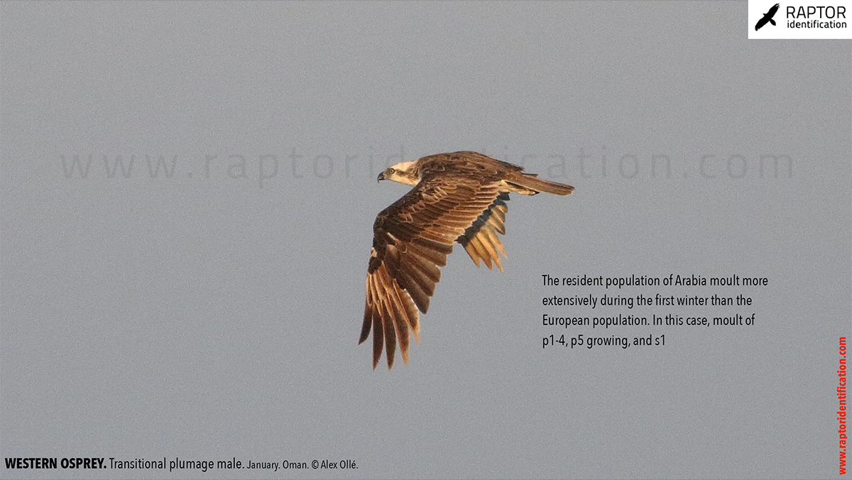 Western-osprey-transitional-plumage