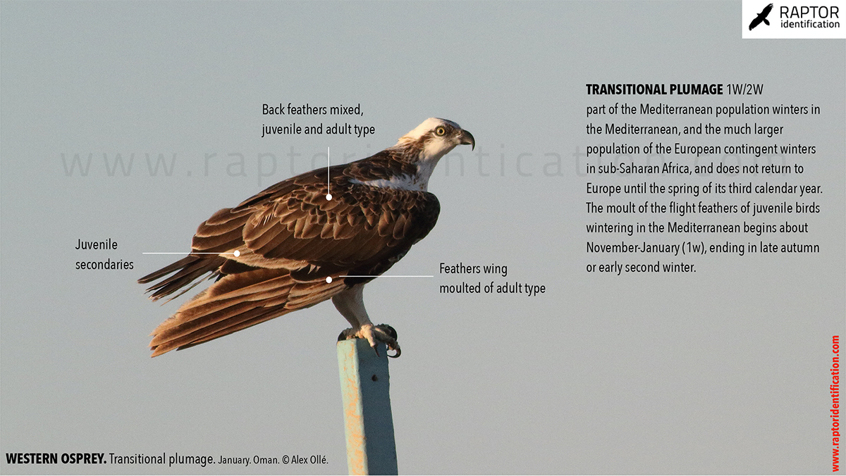 Western-osprey-transitional-plumage