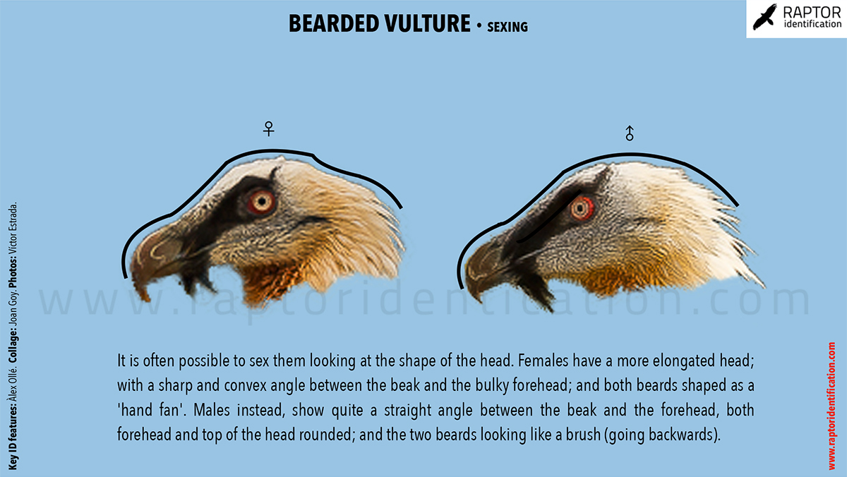 Bearded-Vulture-sexing