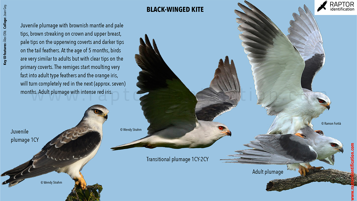 Black-winged-kite