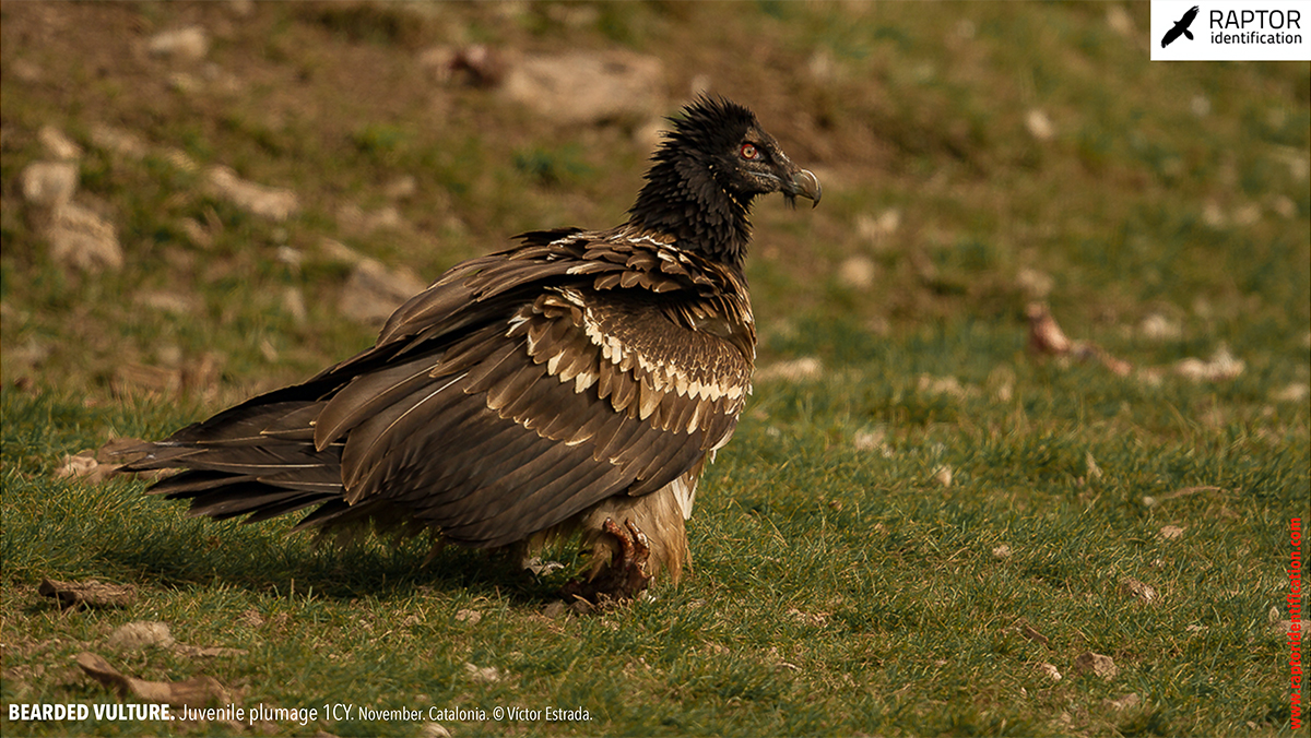 Bearded-vulture-juvenile-plumage-identification