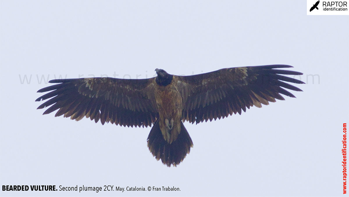 Bearded-vulture-second-plumage