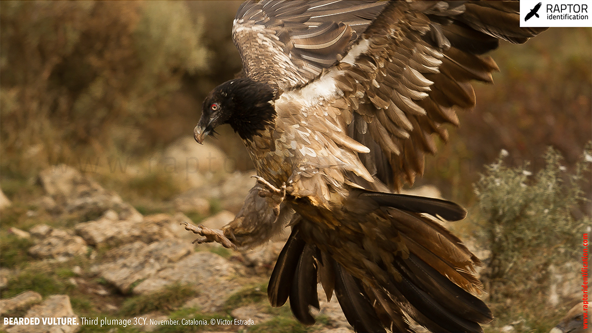 Bearded-vulture-third-plumage