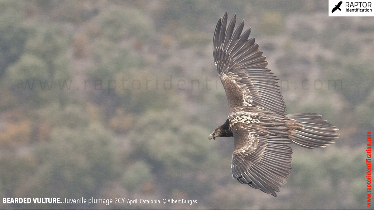 Bearded-vulture-juvenile-plumage-identification