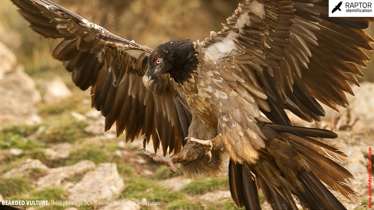 Bearded-vulture-third-plumage