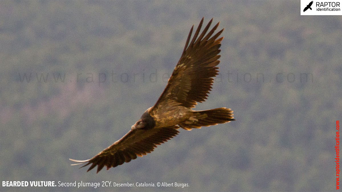 Bearded-vulture-second-plumage