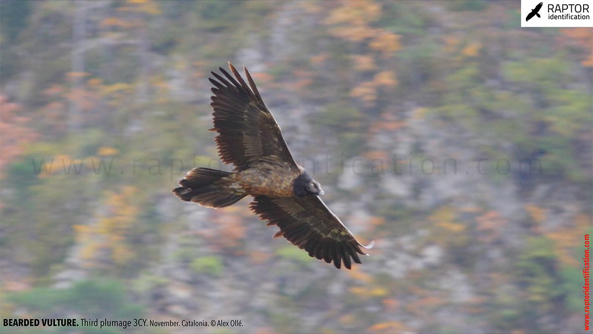 Bearded-vulture-third-plumage