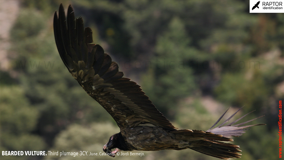 Bearded-vulture-third-plumage