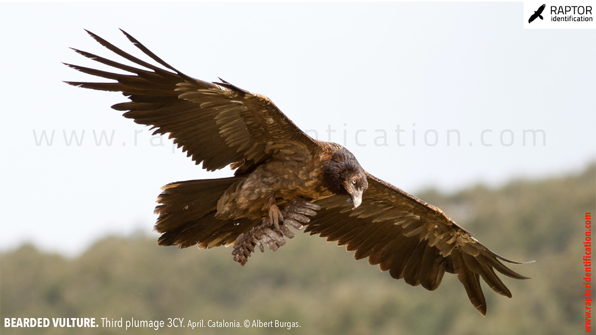 Bearded-vulture-third-plumage