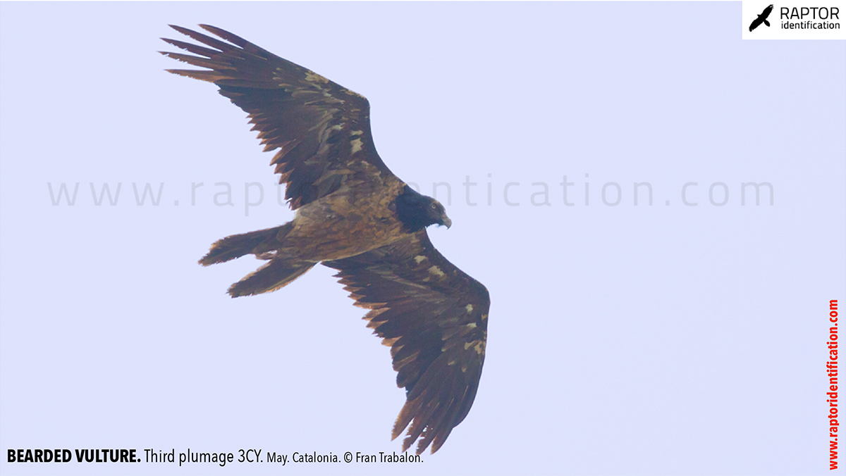 Bearded-vulture-third-plumage