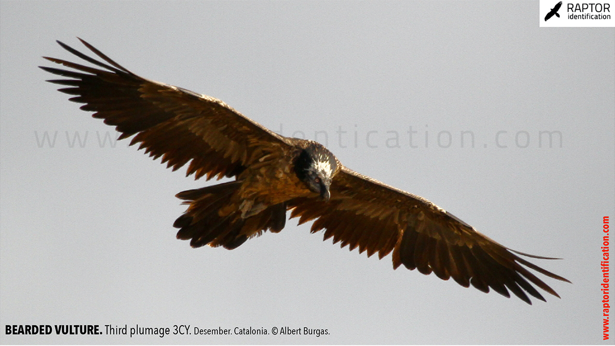 Bearded-vulture-third-plumage