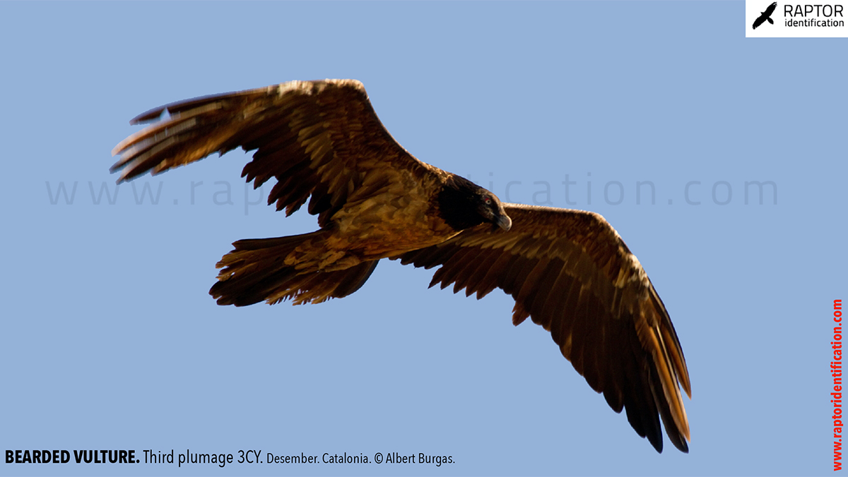 Bearded-vulture-third-plumage